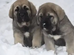 Španělský mastin – štěňata k odběru, Trutnov