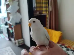 Mladá andulka – samička (sněhově bílá)